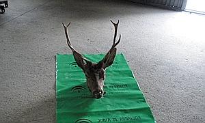 Denuncian la caza ilegal de un ciervo en Alcóntar (Almería)